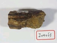 水鹿角化石藏品圖，第1張